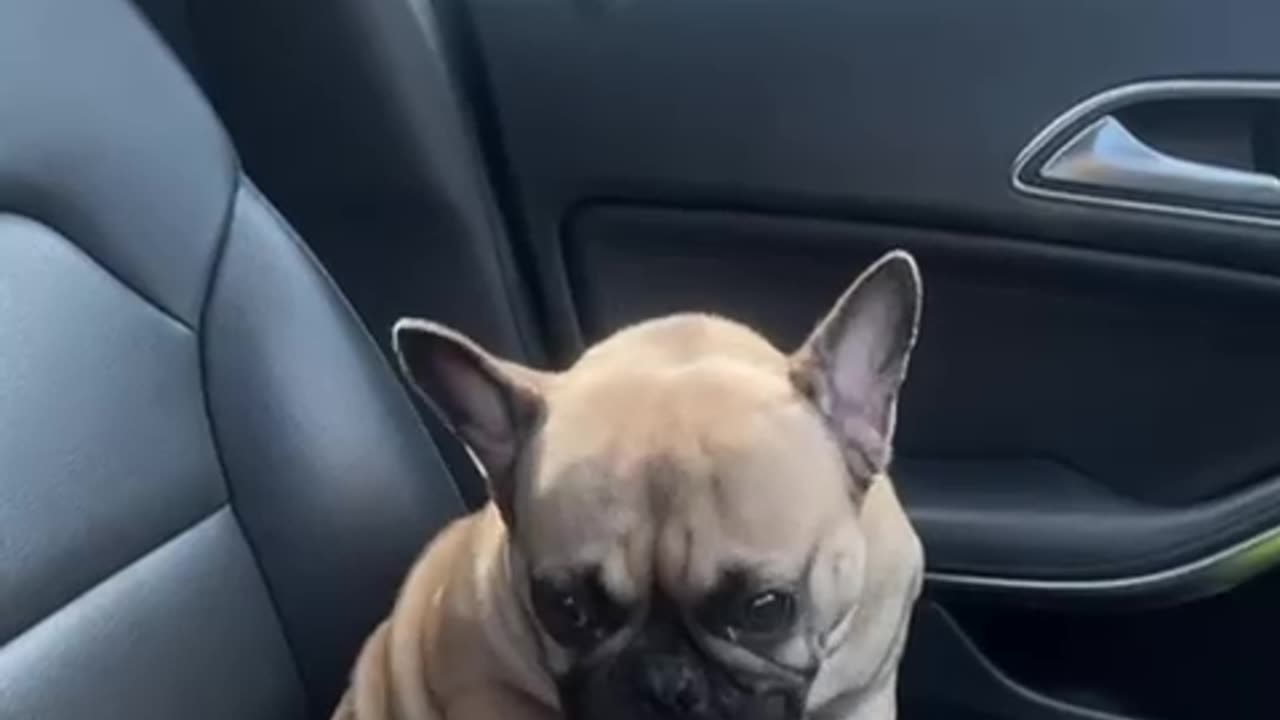 Pug Takes Time for a Little Self Care in the Car