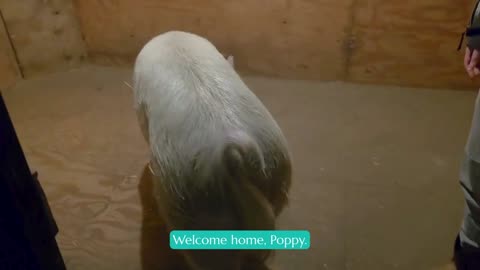 Poppy The Pig Is Home From Cornell large Animal Hospital and back at Ark of Grace!
