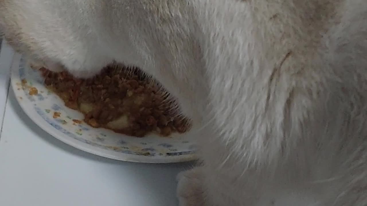 Romeo come comida casera