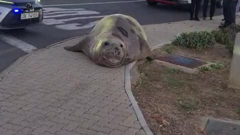 Elephant seal in the suburbs