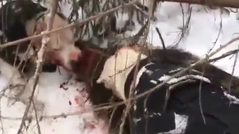 Dogs kill boar outright
