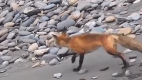 🐾🦅 Fox vs Falcon: The Dodge Master! | FunFM