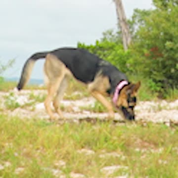 German Shepherd LOVES to garden