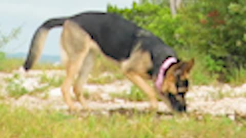 German Shepherd LOVES to garden