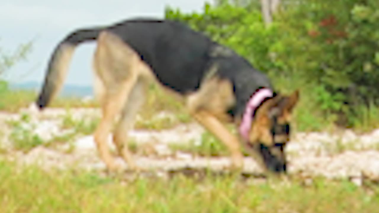 German Shepherd LOVES to garden