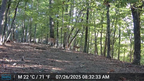 The Woods – 07/26/2025