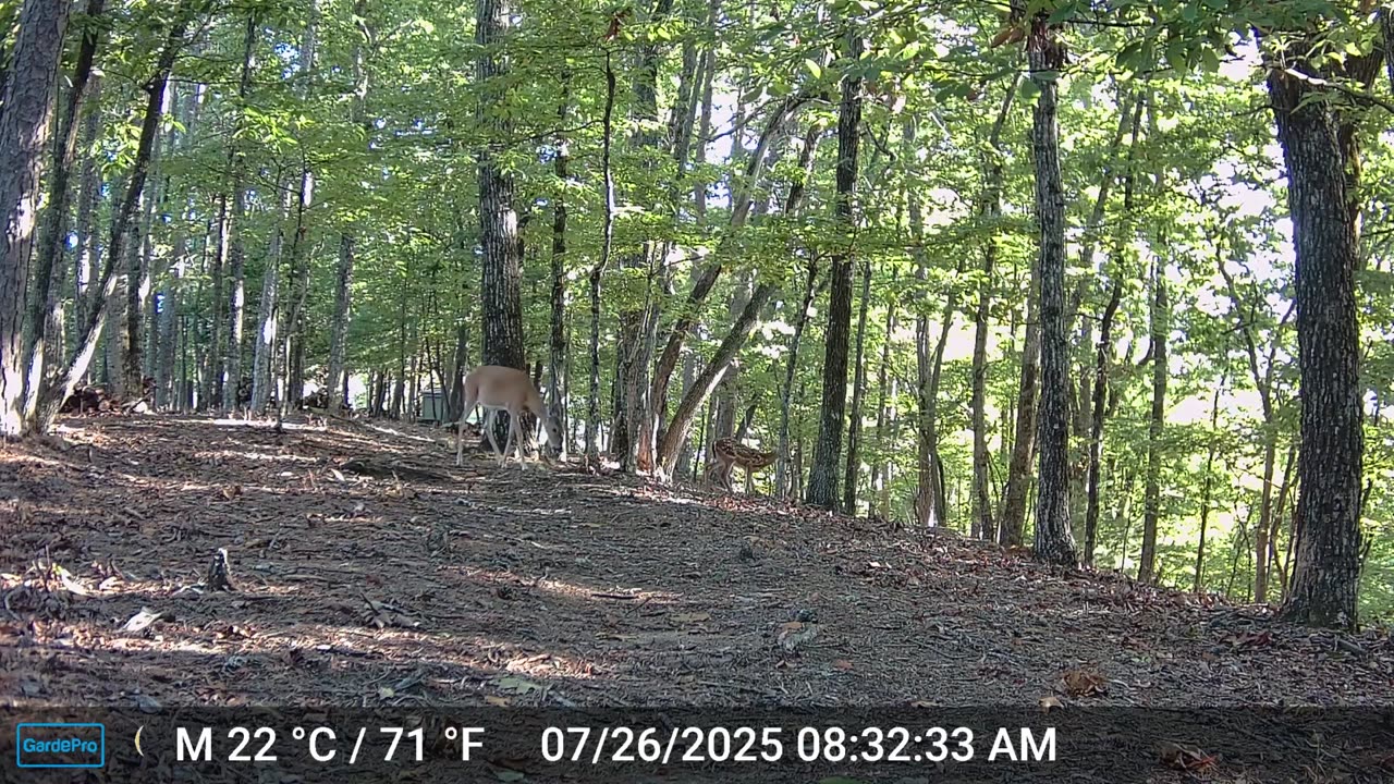 The Woods – 07/26/2025