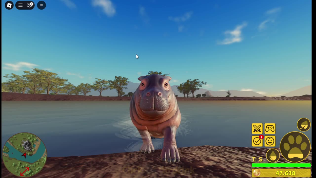 baby hippo