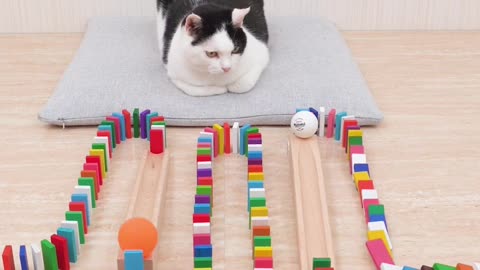 It's amazing how they just ignore the ball 😂😂😂 are these cat even real #catvideo #cat #catlover