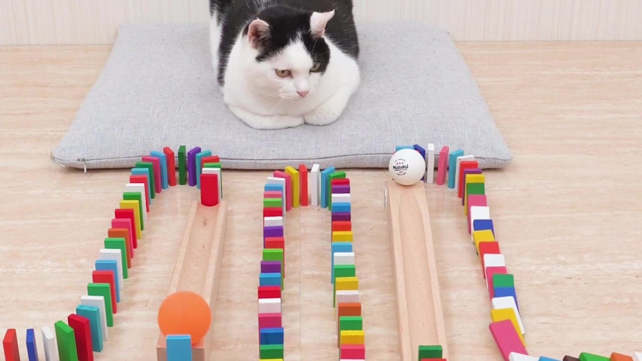 It's amazing how they just ignore the ball 😂😂😂 are these cat even real #catvideo #cat #catlover