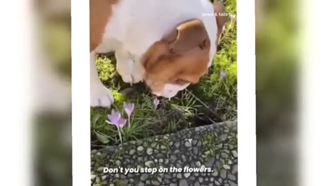 FUNNIEST🤣 ANIMAL 🐕 VIDEOS OF 2025 | TRY NOT TO LAUGH😁