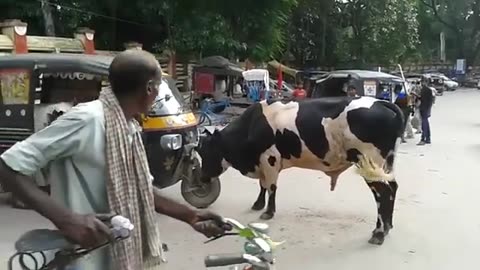 Funny Auto Rickshaw