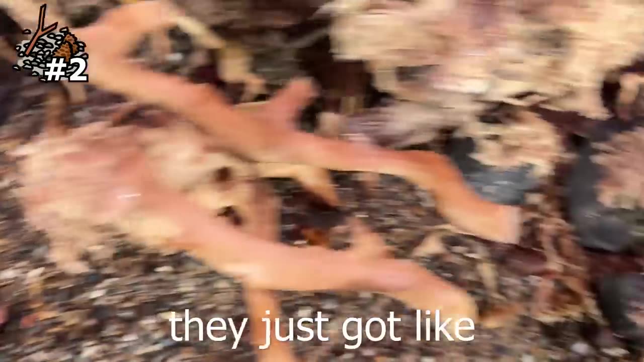 I Got a Pet Giant Water Bug 🪳 | The Most Painful Bite Ever