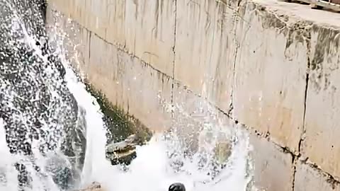 TERRIFYING FALL! BOY PLUNGES INTO CROCODILE POOL!