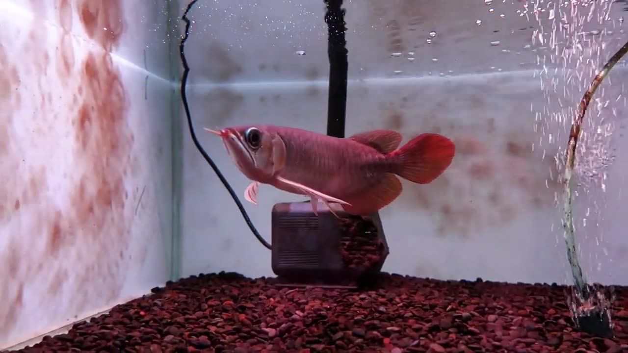 【龍爵士】翡翠炎龍 22公分