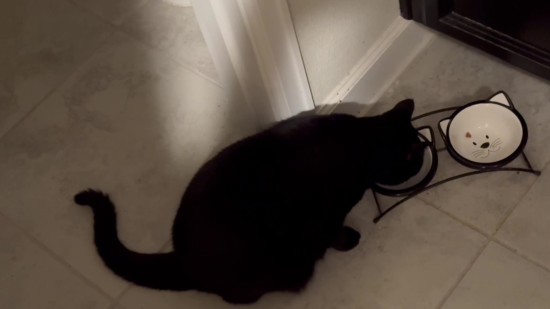 Cute Precious Piper Has an Active Morning - Adopting a Cat from a Shelter Vlog