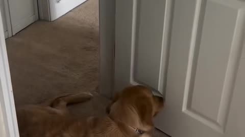 Getting a golden retriever because I was told .....