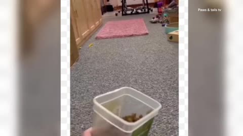 Funny Cat Videos Are Getting CRAZY in 2025!