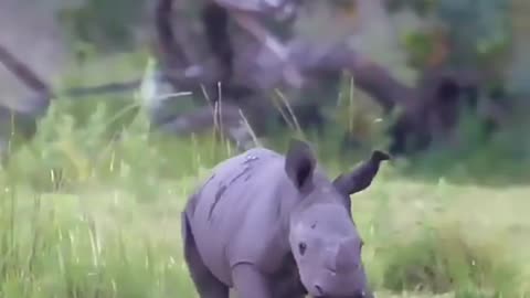 baby rhino with massive feet ☺️
