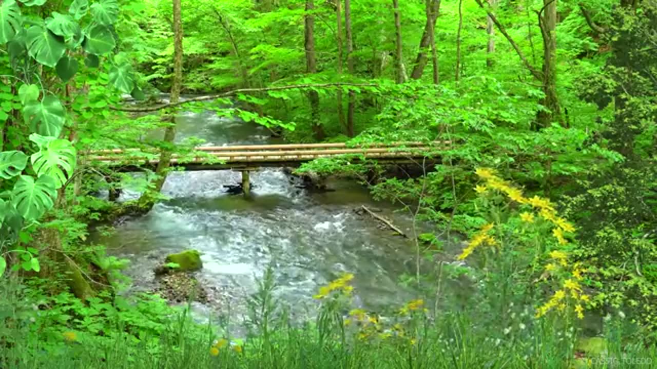 Música para Meditar e Relaxar com Sons de Riacho e Natureza .