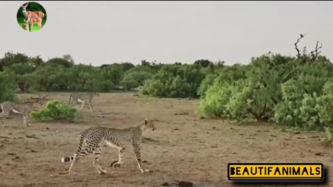 Cheetah attacks wild bull#