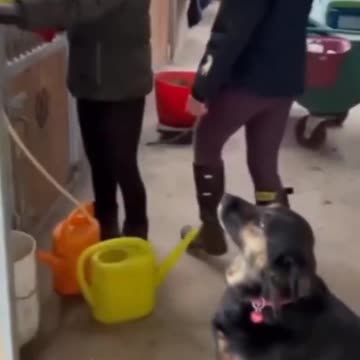 Det där är INTE vad en boll är till för!!! 🐕😲😂