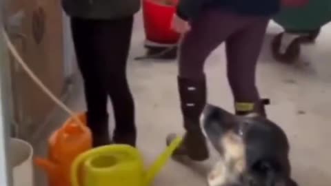 Det där är INTE vad en boll är till för!!! 🐕😲😂