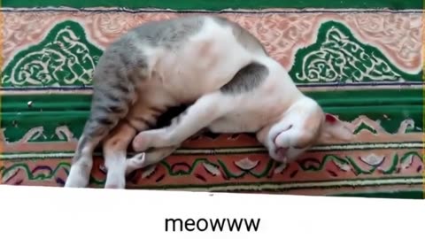 o gato cansado