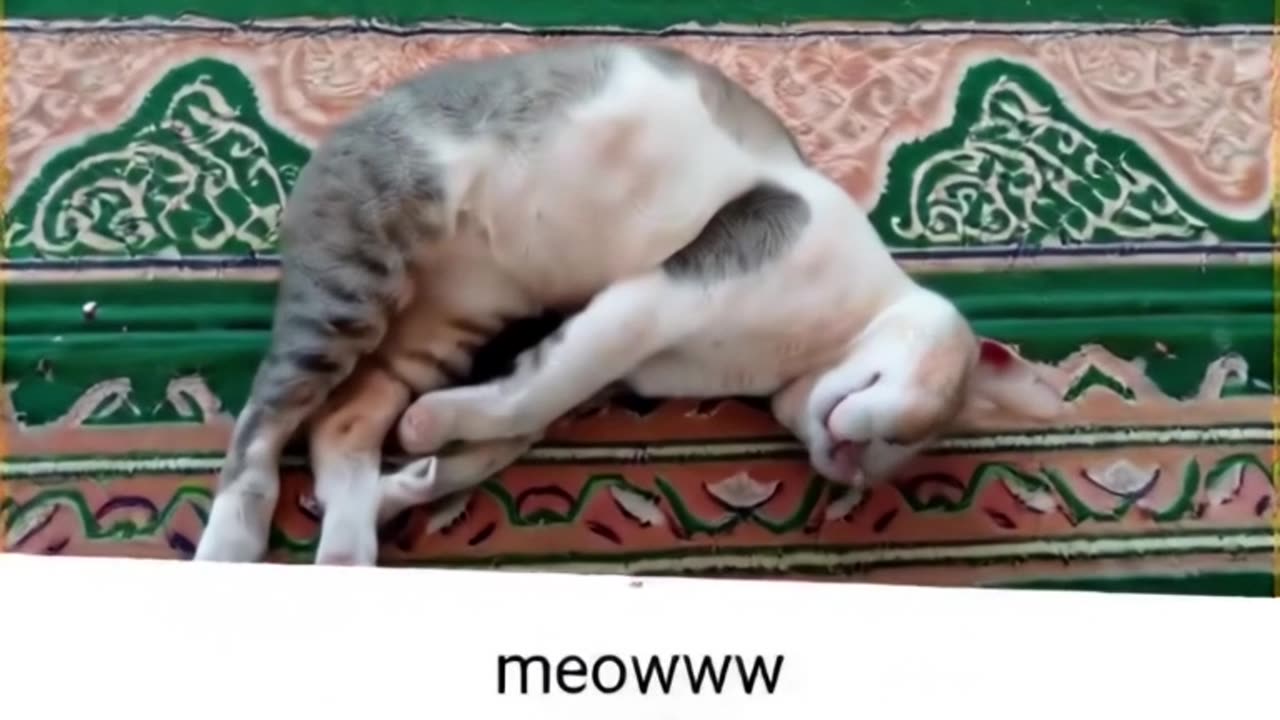 o gato cansado