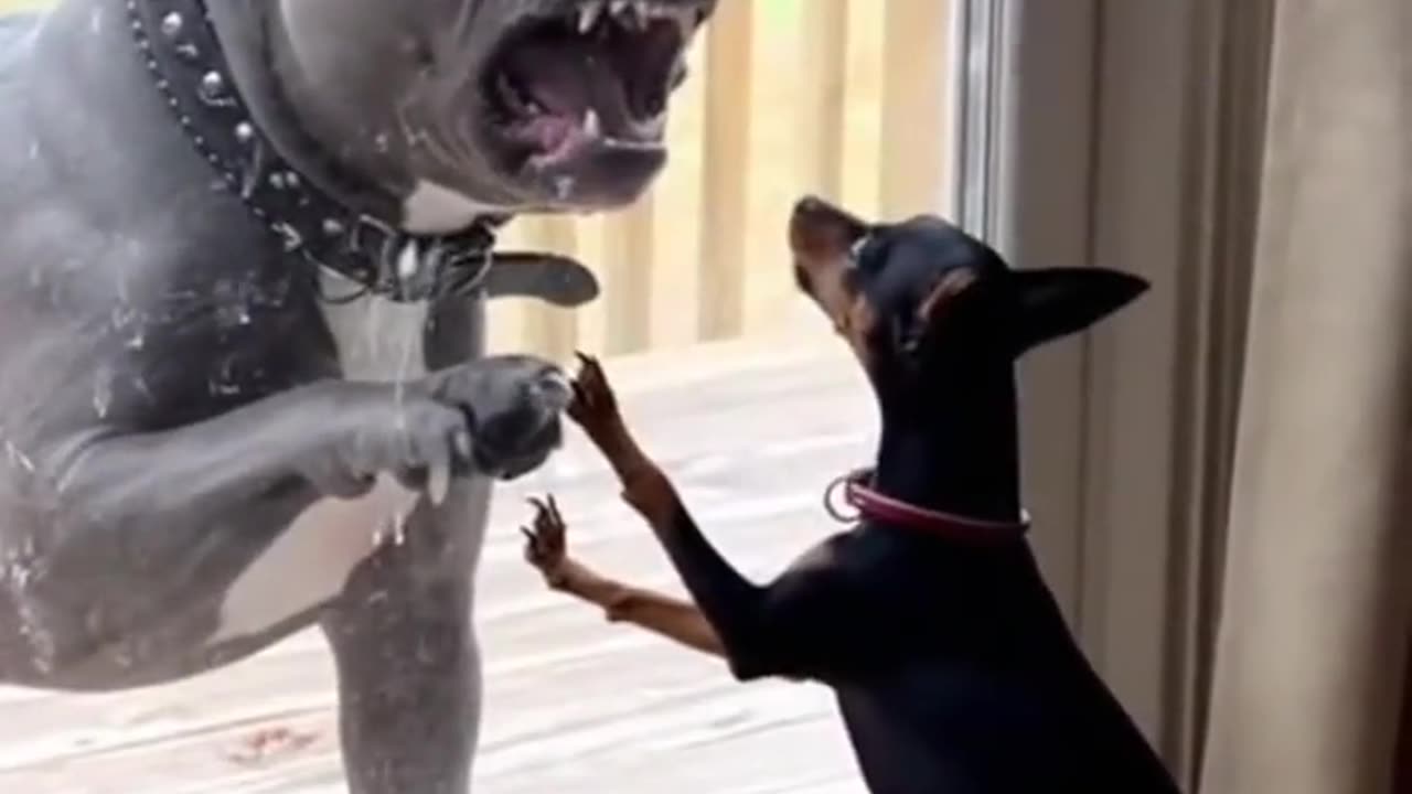 When the Door Opens, Courage Closes🤣🤣🤣🤣