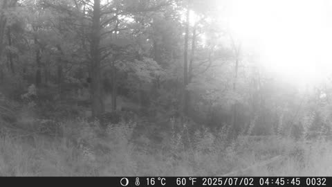 Coyote