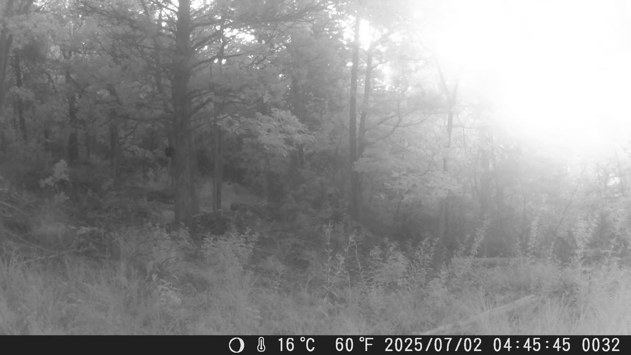 Coyote