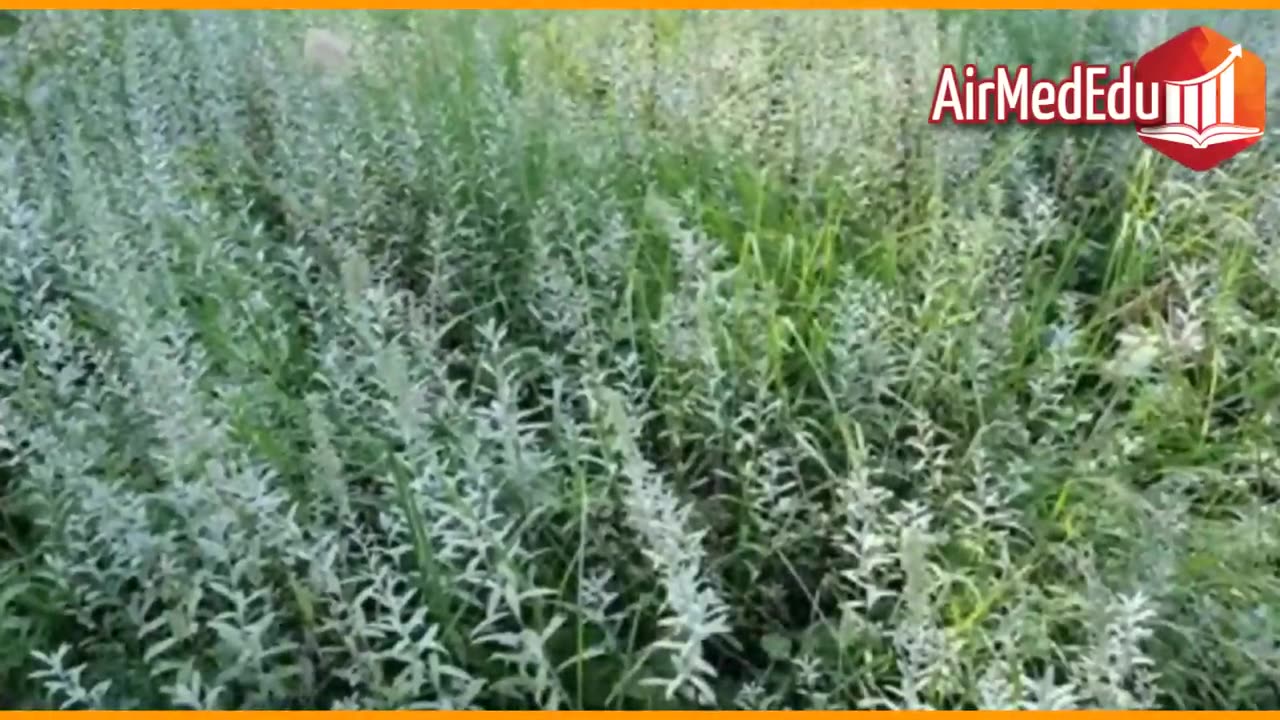 45 Beneficios del Estafiate