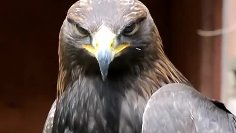 Birds screaming