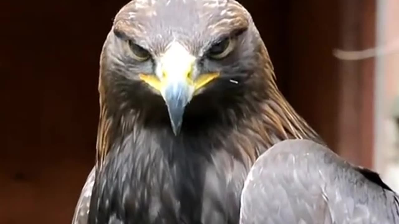 Birds screaming