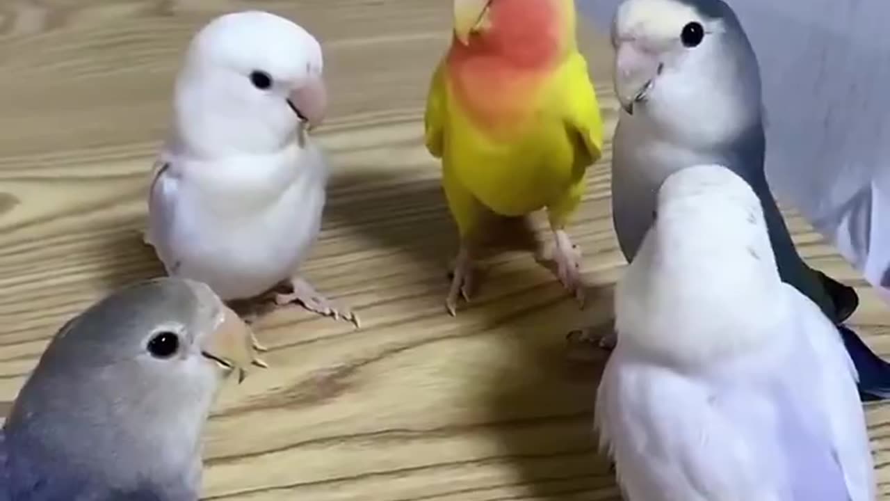 Every morning, they get together for a meeting 😂