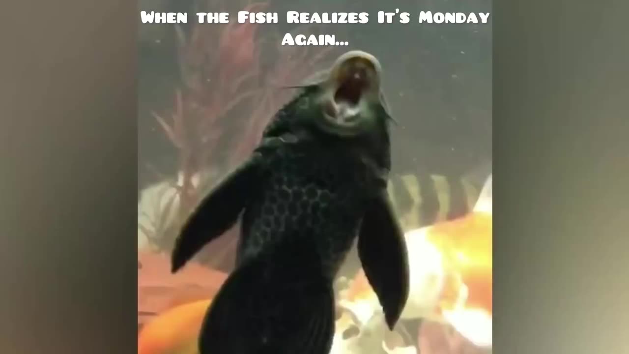 This Fish Said ‘I’m DONE’ — Funniest Moment Caught on Camera!