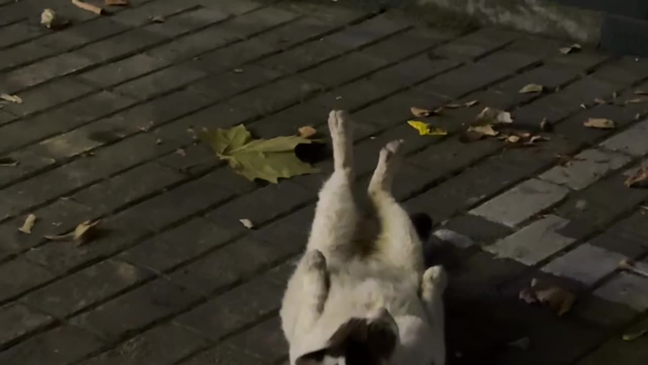 I thought it was a cat working hard to lose weight, but turns out it was just grooming itself.