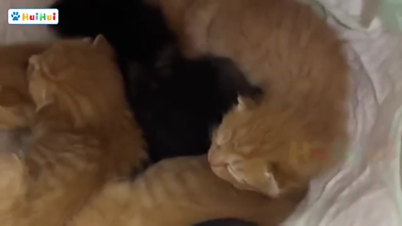 Abandoned mama cat 🐈😺 (sad) 😭😭😭