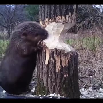 Beaver chopping