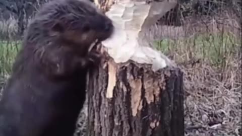 Beaver chopping