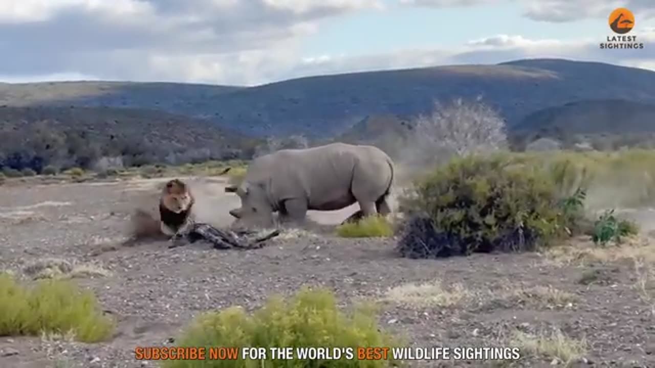 Rhino Stabs Male Lion with Its Horn 👆👍