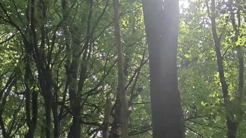 Forest Ambience 4K · Gentle Wind & Birds · Relaxing Nature Sounds for Sleep & Focus