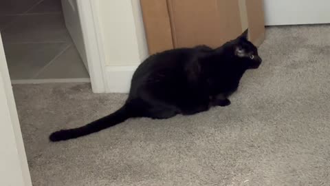 Cute Precious Piper Guards the Large Boxes - Adopting a Cat from a Shelter Vlog