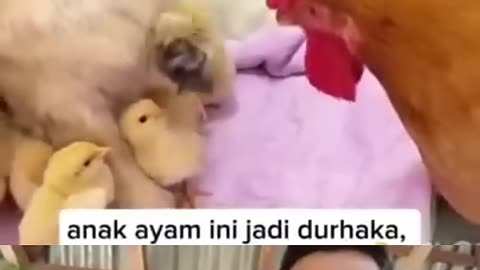 Salah adopsi