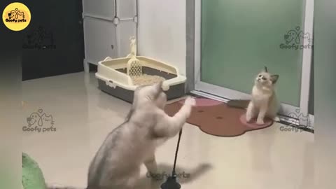 Funny viral cat videos