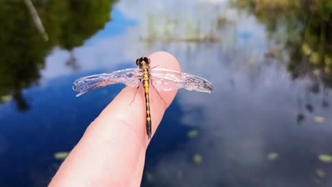 Dragonfly