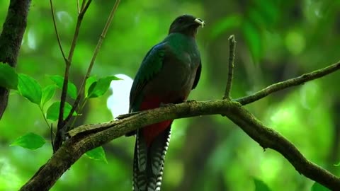 Wildlife Conservation | Discover Exotic Animals & Rare Birds in Their Natural Habitat