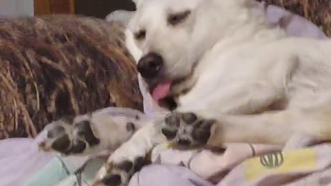 💀😴 Out Like A Light: The Ultimate Animal Knockout! | FunFM