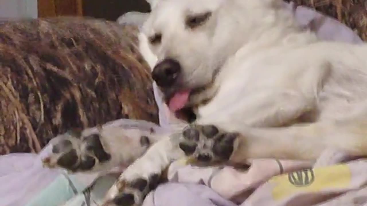 💀😴 Out Like A Light: The Ultimate Animal Knockout! | FunFM